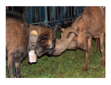 capre che combattono